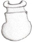 Axe used by Amerindians