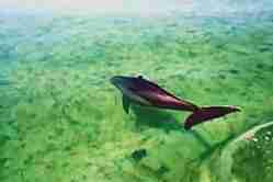 Caribbean Dolphin fish