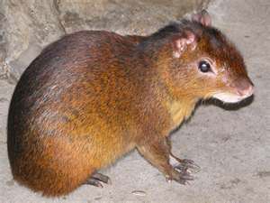 Agouti