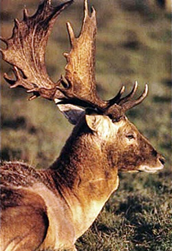 Fallow Deer in Antigua and Barbuda