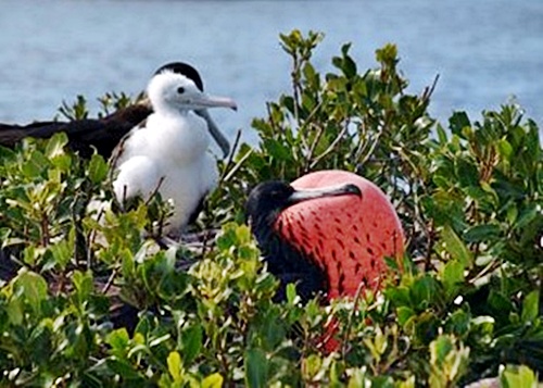 Barbuda Frigate Bird