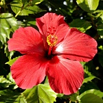 Antigua Red Hibiscus flower