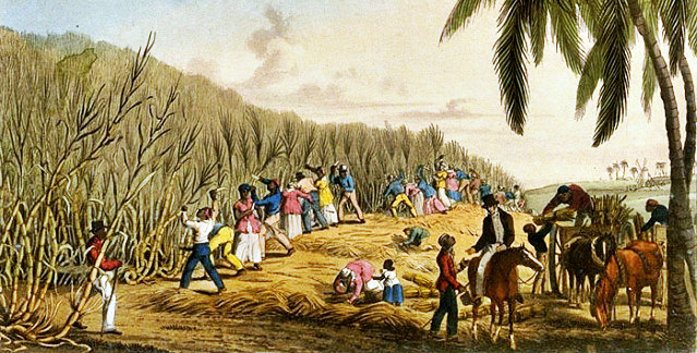 Slaves In The Caribbean Sugarcane Plantation