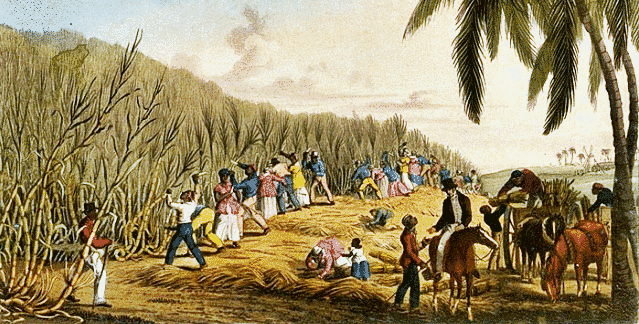 Slaves In The Caribbean Sugarcane Plantation