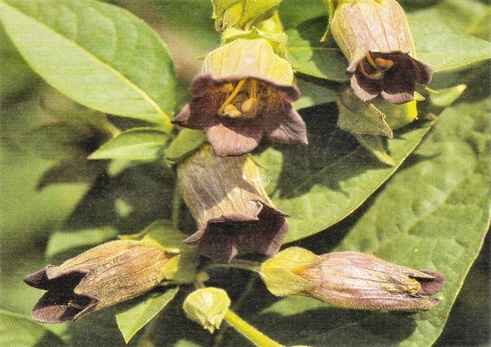 Belladonna Plant