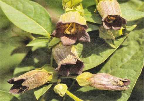 Herbal Remedies Belladonna Plant