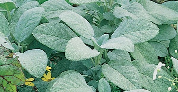 Sage Berggarten plant