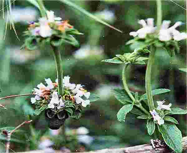 Black Sage Plant