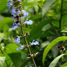 Bog Sage Garden Herb