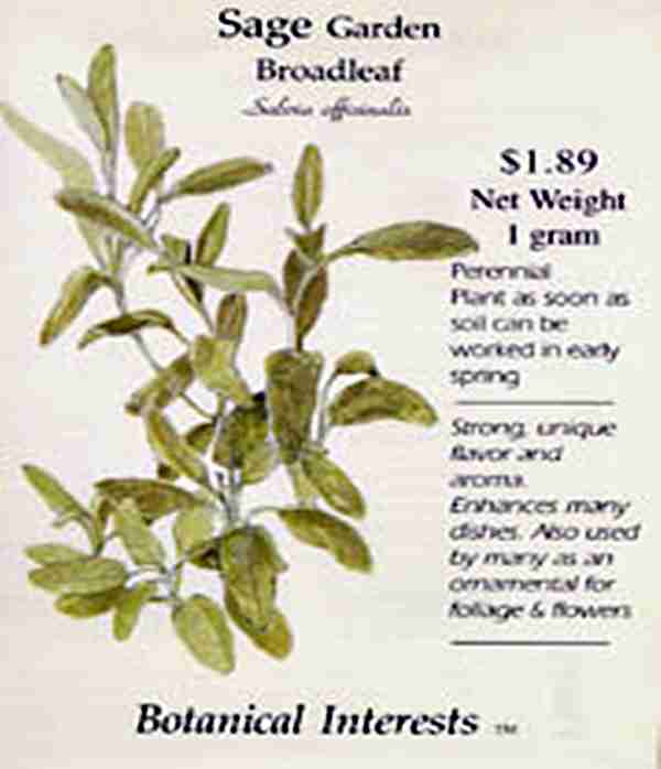 Broadleaf Sage