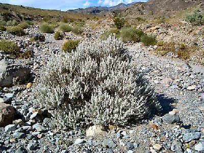 Sage From The Desert Desert sage