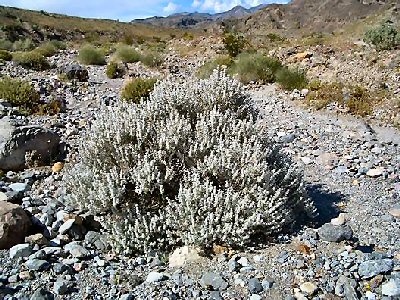 Desert sage