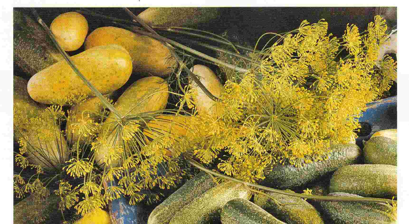 Medicinal Herbs Dill Plant