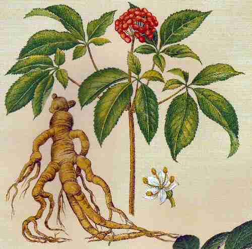 Ginseng Plant Root Benefits Of Genseng