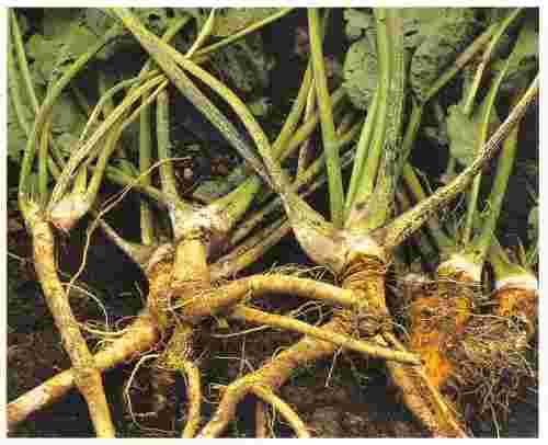 Herbal Cures Horse Radish Root