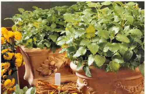 Lemon Balm