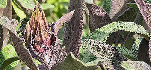 Sage Garden Herbs Purple Sage