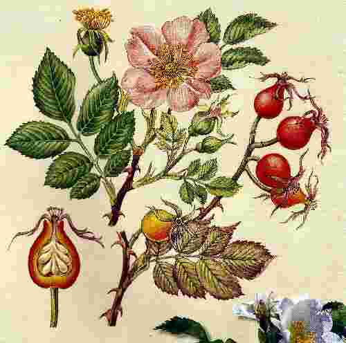 Rosehips Plant