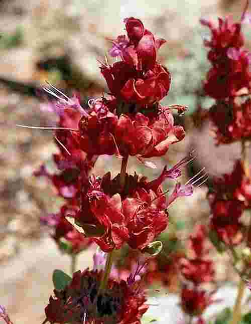Rose Sage Salvia Rose Sage