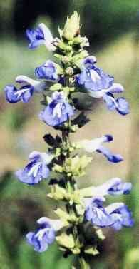Bog Sage Garden Herb