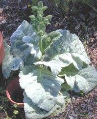 Image Of Clary Sage