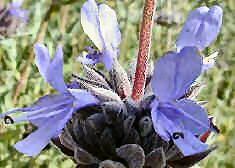 Image Of Clary Sage