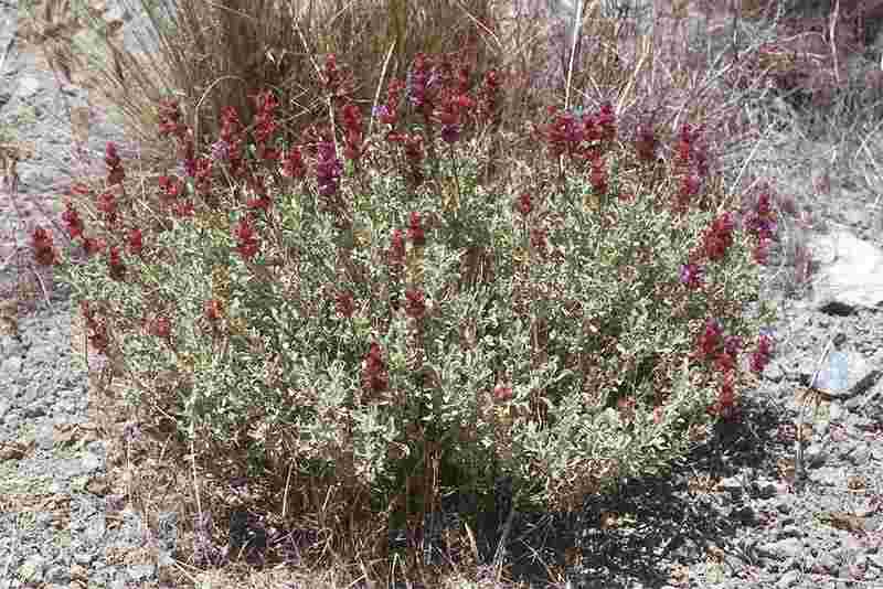 Desert Sage Herbs - Jasmine Flower