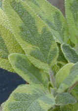 Golden Sage