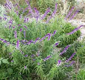 Sage From Mexico Mexican Bush Sage
