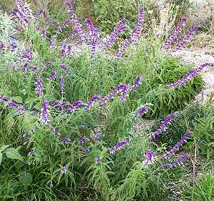 Mexican Bush Sage