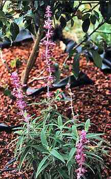 Sage Garden Herbs