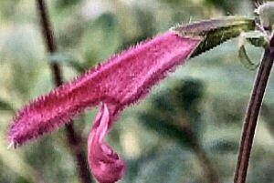 Sage Garden Herbs