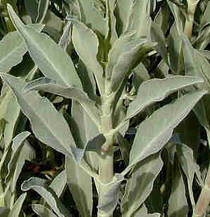 White Sage