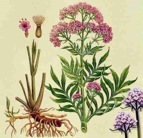 Valerian Plant